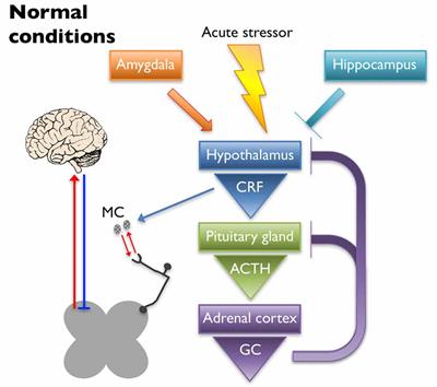 Potential Mechanisms Underlying Centralized Pain and Emerging Therapeutic Interventions